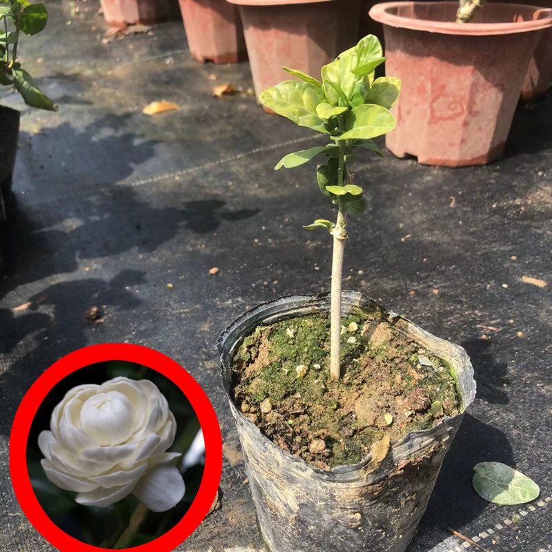 独杆直杆宝珠茉莉花盆栽圆叶宝珠小荷花绿植阳台庭院花卉芳香浓郁