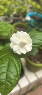 正宗尖叶宝珠茉莉花花卉 重瓣尖宝浓香型易养易活盆栽茉莉花绿植