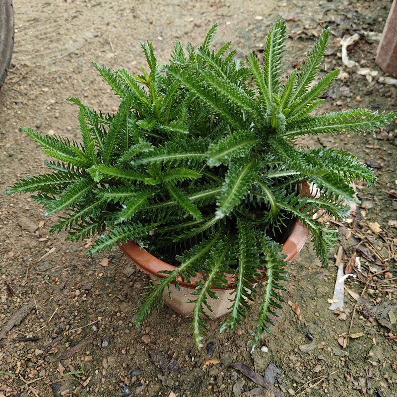 正品云南蓍草种苗盆栽千叶植物净化一枝庭院蜈蚣飞天蕨类蜈蚣草