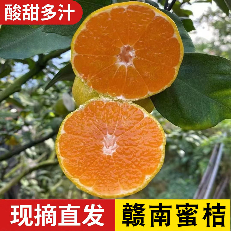 正宗江西赣南蜜桔新鲜现摘现发当季新鲜水果皮薄青皮橘子酸甜多汁