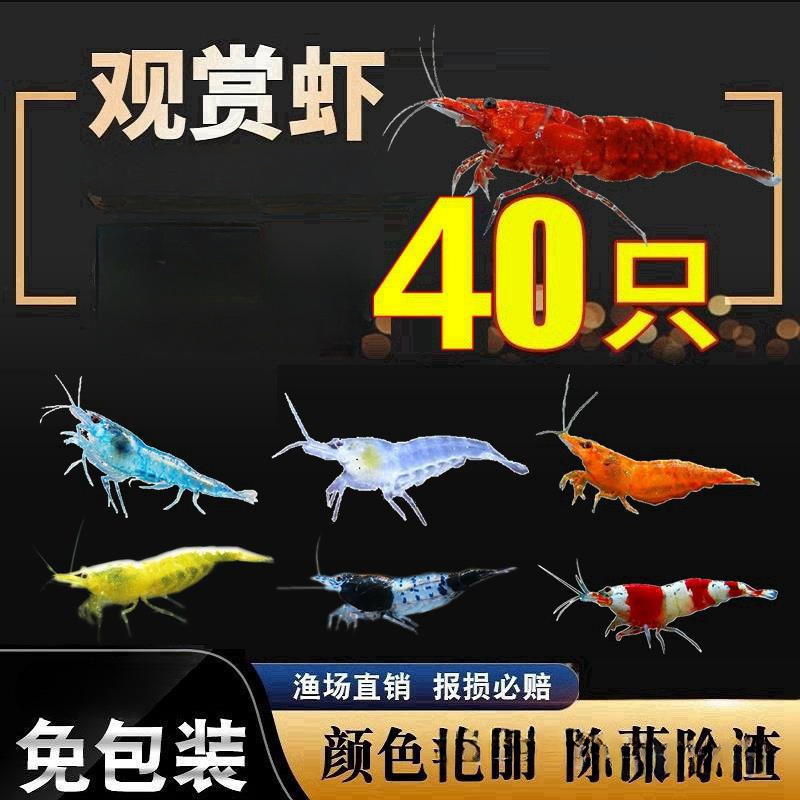 观赏虾套餐活体黑壳虾除藻虾樱花极火集火水晶鱼缸工具虾宠物虾壹