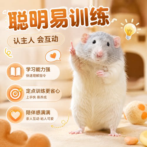 【包活到家】花枝鼠活体宠物幼崽