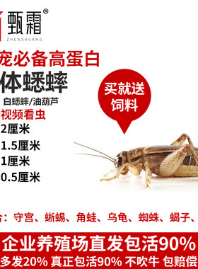活体白蟋蟀爬宠饲料小宠物食物