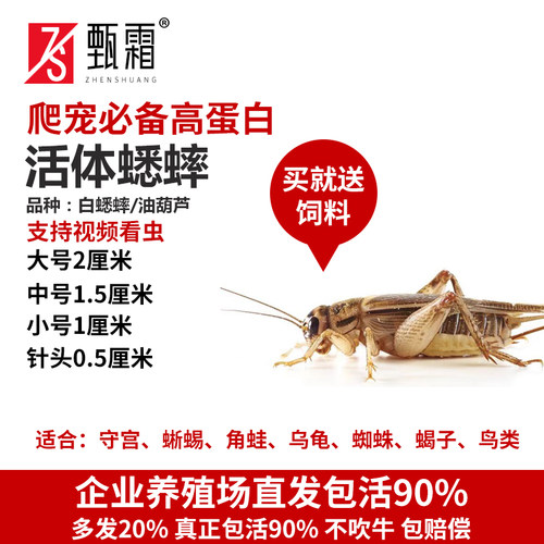 活体白蟋蟀爬宠饲料小宠物食物