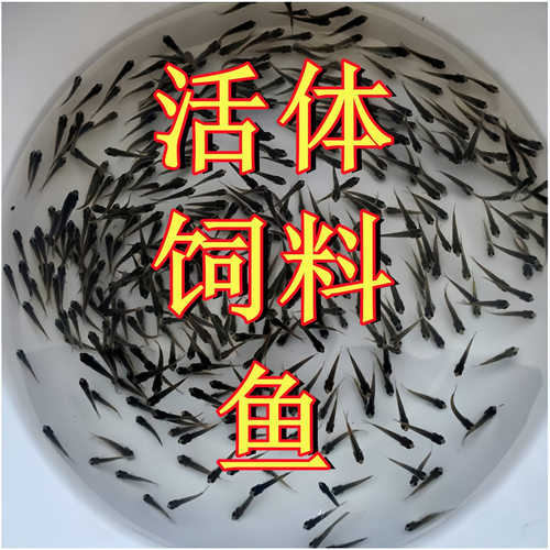 鱼活体鱼苗饲料鱼麦穗鱼活鱼喂鳜鱼金龙鱼桂花鲈鱼龙鱼鳄龟小乌龟