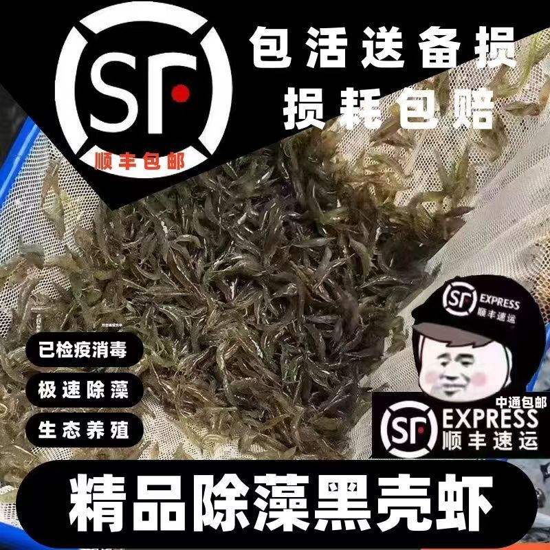 黑壳虾除藻虾活体套餐淡水观赏