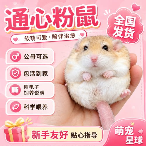 萌宠通心粉鼠活物送笼子幼崽北非肥尾沙鼠宿舍小宠物鼠包活到家养