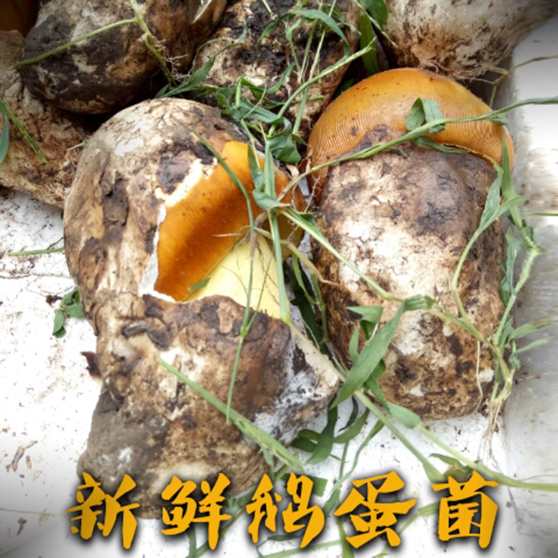新鲜鹅蛋菌四川野生菌非云南鸡蛋菌黄罗伞鹅膏菌1公斤顺丰包邮