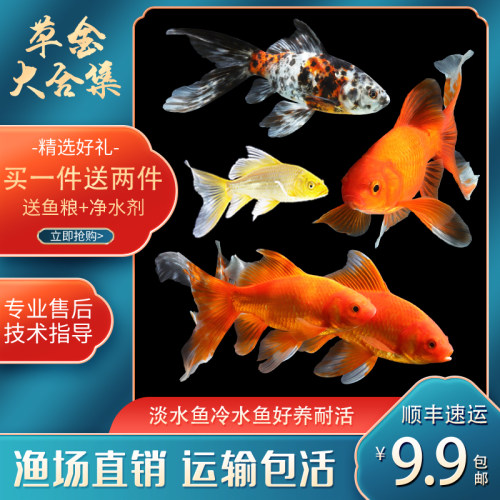 花金鱼销量排行榜 花金鱼品牌热度排名 小麦优选