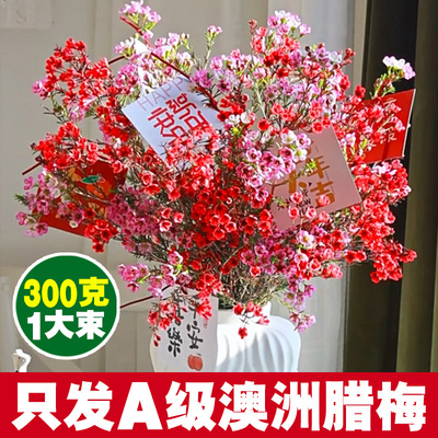 A级澳洲腊梅鲜花真花鲜枝水培云南基地直发年宵花过年喜庆鲜切花