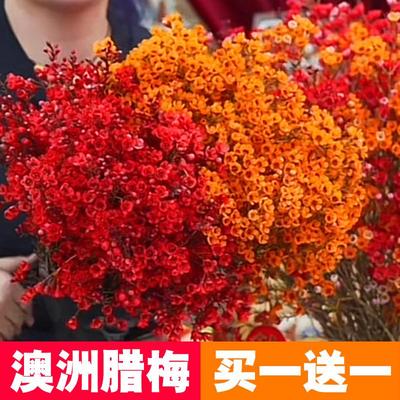澳洲腊梅鲜花鲜枝水养真花插花云南基地直发过年喜庆室内年宵花卉