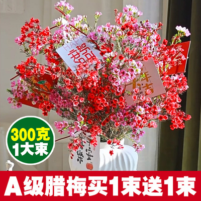 A级澳洲腊梅鲜花鲜枝买1束送1束