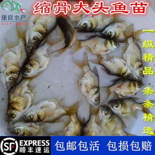 缩骨大头鱼苗 仙骨鱼苗 胖大头鱼苗 缩骨花鲢鱼 滤食性净化水质
