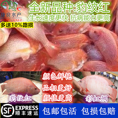 红罗非鱼苗单性生长快颜值高