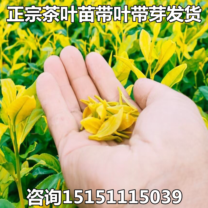 正宗茶叶苗黄金芽茶苗绿茶苗龙井苗安吉白茶树苗碧螺春苗绿茶树苗