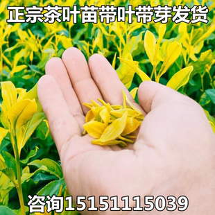 正宗茶叶苗黄金芽茶苗绿茶苗龙井苗安吉白茶树苗碧螺春苗绿茶树苗