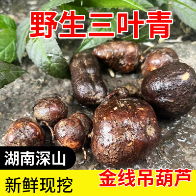 湖南正宗三叶青新鲜晒干中药材金线吊葫芦吊金钟石老鼠500g包邮