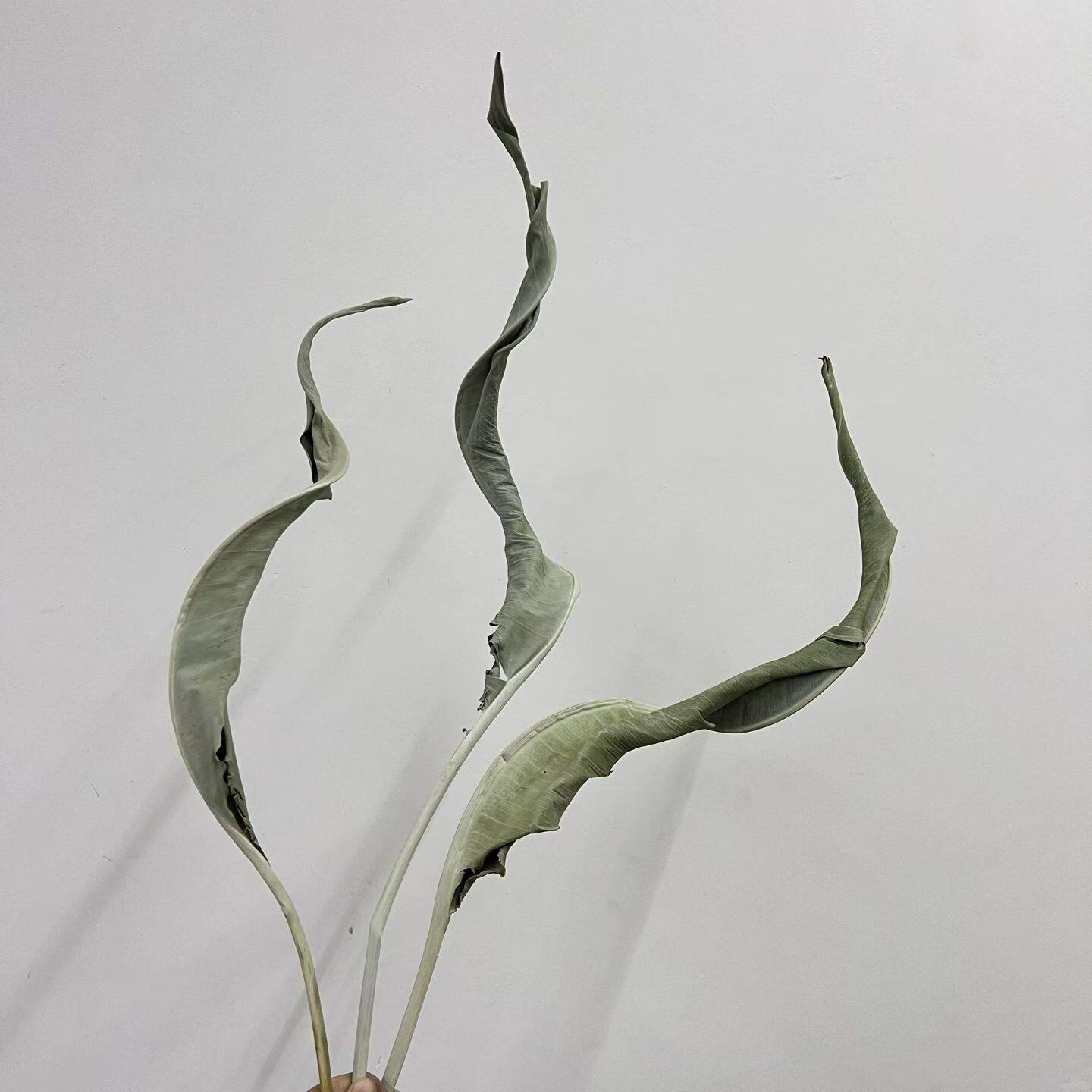 永生花干花植物保鲜永生叶子天堂鸟 兰花叶 插花工艺品软装