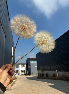永生蒲公英巨型真干花婚礼桌面摆件美陈装饰手工DIY玻璃罩花艺