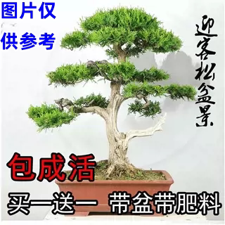 买一发二耐寒耐热四季常青迎客松图片