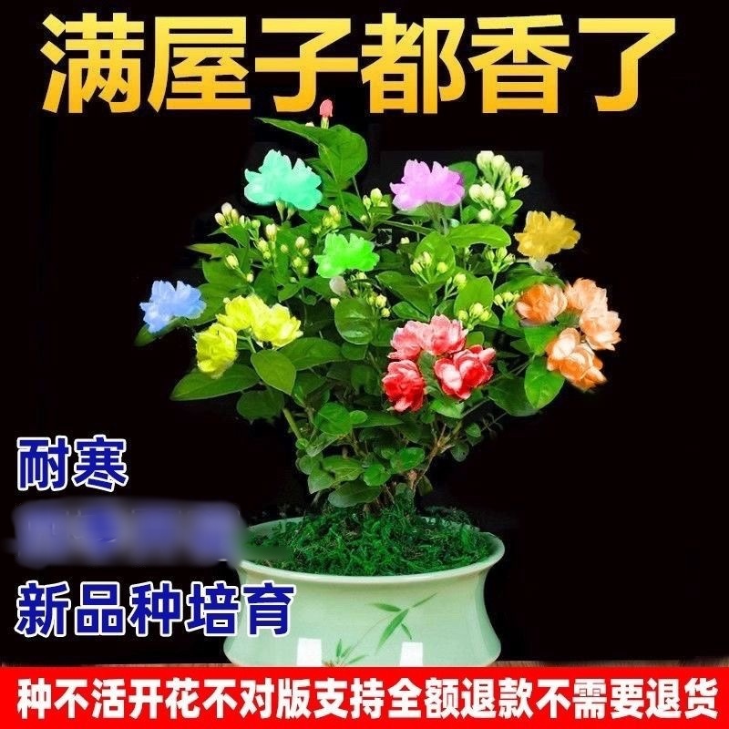新品驱蚊变色混色茉莉老桩特级重瓣花苗室内外阳台客厅浓香型好养