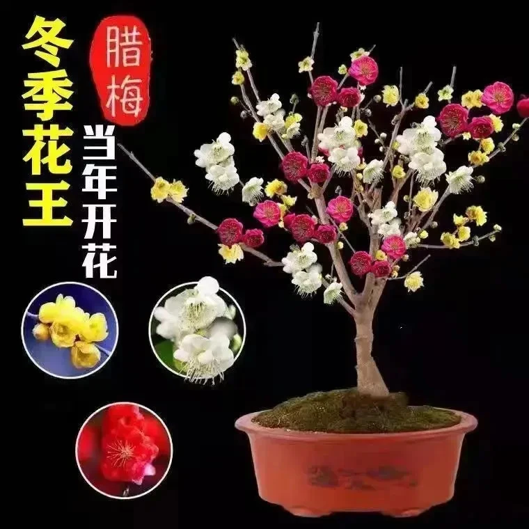 耐寒带芽浓香腊梅树苗20天开花