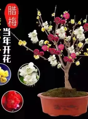 耐寒带芽浓香腊梅树苗20天开花