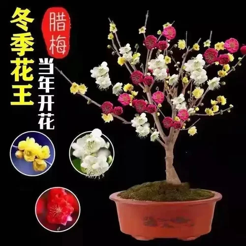 耐寒腊梅树苗浓香20天开花带芽