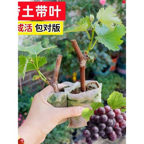 葡萄苖盆栽特大巨峰夏黑阳光玫瑰北南方种植花卉庭院爬藤阳台耐寒
