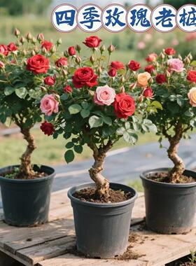 3棵装四季耐寒玫瑰花苗老桩红玫瑰老根月季花苗浓香花卉盆栽苗