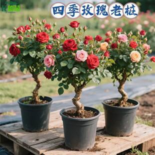3棵装四季耐寒玫瑰花苗老桩红玫瑰老根月季花苗浓香花卉盆栽苗