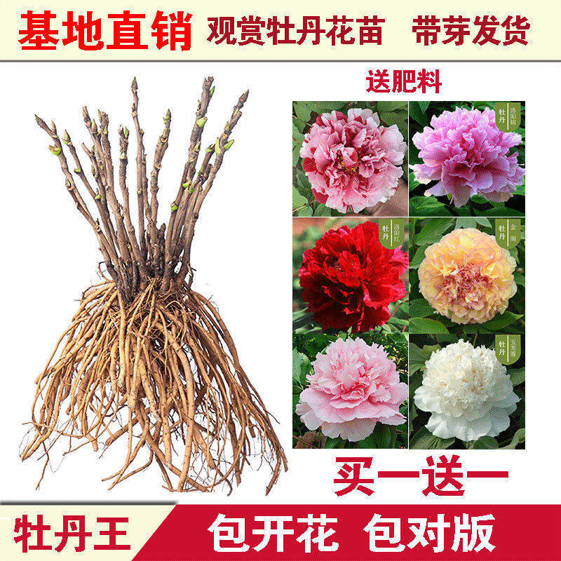 (带花苞)正宗洛阳重瓣牡丹花苗四季易活庭院阳台趣味花卉盆栽绿植