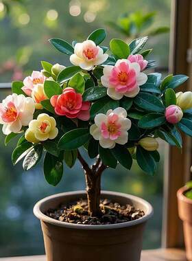 正宗浓香含笑花盆栽室内外阳台