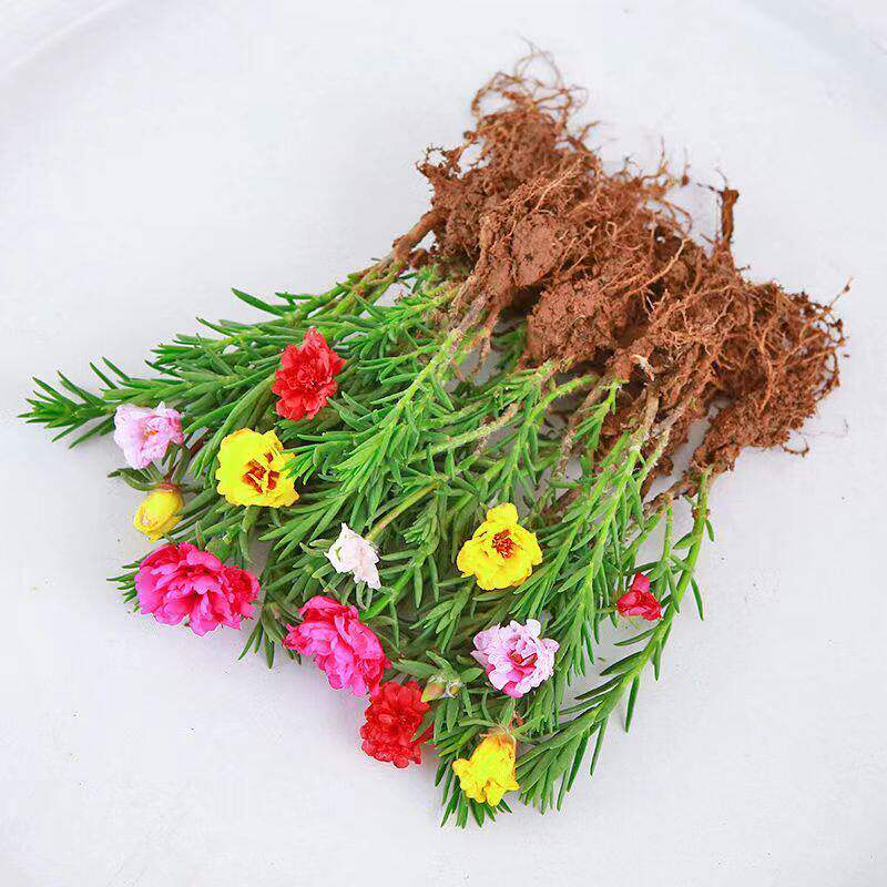 养不死的重瓣太阳花苗带根带花苞育苗/栽培基质