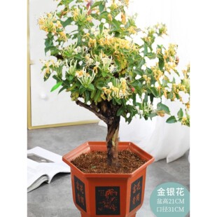 家居庭院花园攀援爬藤植物花卉金银花苗金银花树苗多年生常年开花