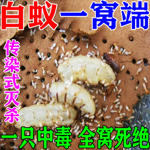 山白蚁药全窝端家用防治专用白蚁药喷剂药粉剂特效甲牌官方旗舰店