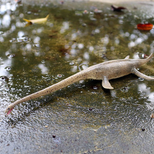 儿童实心仿真侏罗纪恐龙玩具海霸龙大薄片龙海底动物恐龙模型摆件