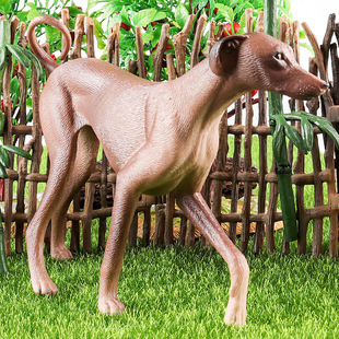 仿真狗模型儿童实心阿札瓦克犬非洲狩猎灵缇犬家庭伴侣犬认知摆件