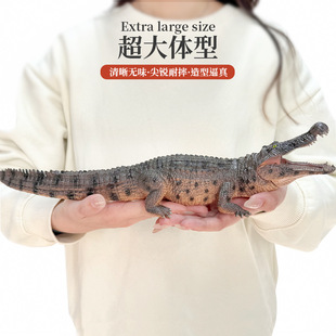 仿真动物大号鳄鱼模型玩具实心扬子鳄鳄帝王鳄儿童玩具摆件礼物