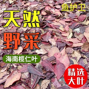 榄仁叶斗鱼懒人叶鱼龟缸降酸PH值调节剂水族水质改善
