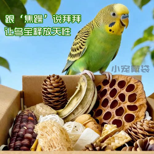 鹦鹉磨嘴益智植物果实礼盒