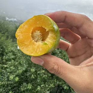 顺丰空运巫山脆李正宗重庆巫山曲尺青脆李脱骨大李子孕妇新鲜水果