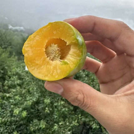 顺丰空运巫山脆李正宗重庆巫山曲尺青脆李脱骨大李子孕妇新鲜水果