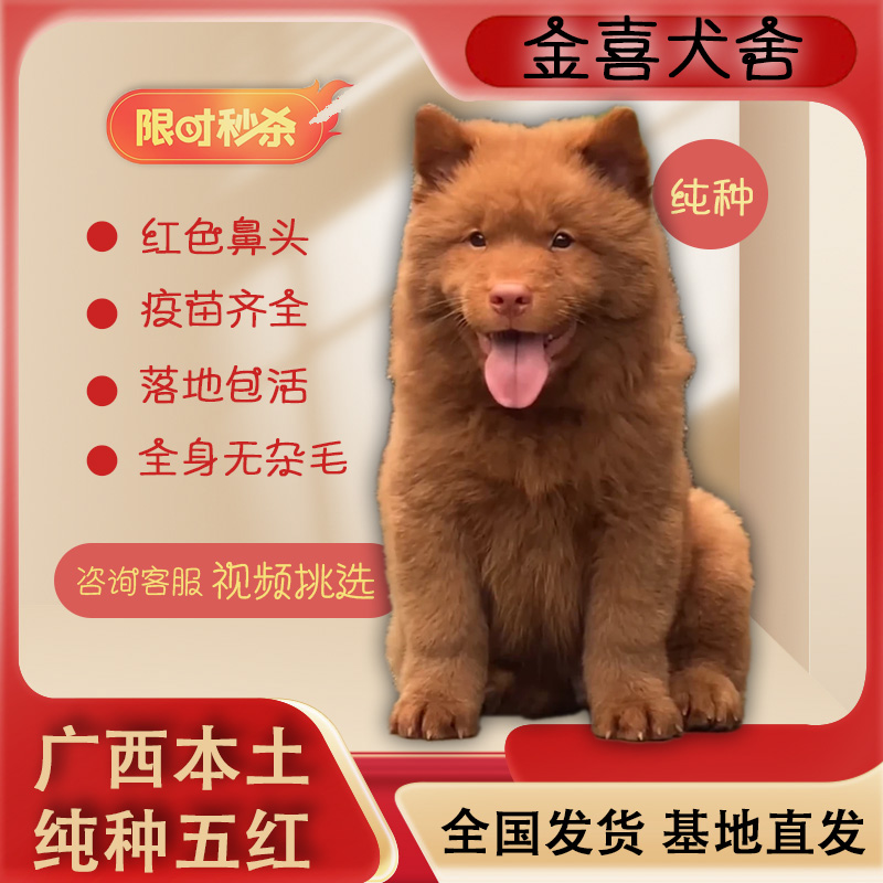 广西土猎犬幼犬狗中华田园犬