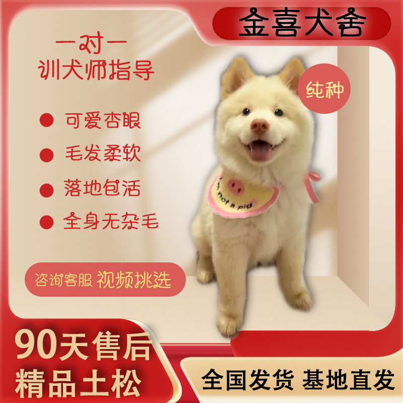 纯种土松犬广西白色幼犬五黑犬宠物狗中华田园犬土狗唐狗白面狗崽