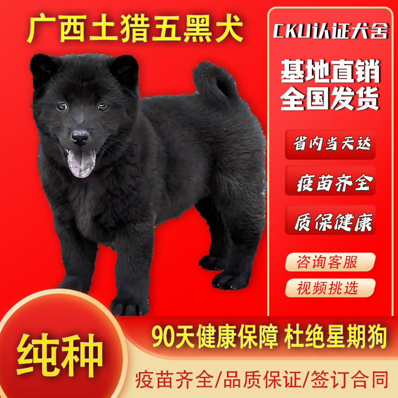 纯种五黑犬中华田园犬土猎犬小狗犬幼犬狗仔狗狗活体黑色土狗活体