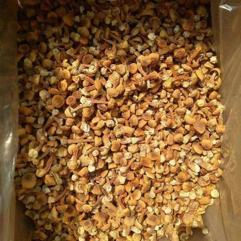 【净重姬松茸】 云南特产菌菇甄