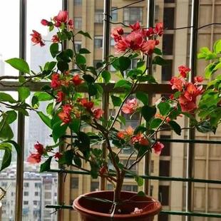 不甜西瓜三角梅大苗高飘老庄四季 开花勤花好养喜阳耐热阳台庭院