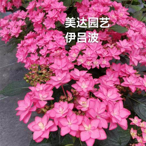 3B/伊吕波 斑斓星空 进口绣球花苗 庭院花园植物盆栽新老枝开花