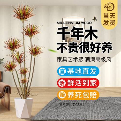 千年木客厅绿植真花高级感情绪稳定旺宅树大型植物盆栽好易活四季